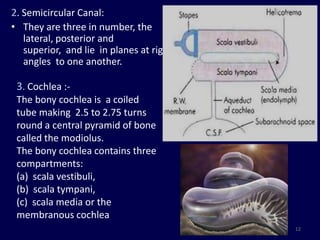 2. Semicircular Canal:
• They are three in number, the
   lateral, posterior and
   superior, and lie in planes at right
   angles to one another.

 3. Cochlea :-
 The bony cochlea is a coiled
 tube making 2.5 to 2.75 turns
 round a central pyramid of bone
 called the modiolus.
 The bony cochlea contains three
 compartments:
 (a) scala vestibuli,
 (b) scala tympani,
 (c) scala media or the
 membranous cochlea
                                          12
 