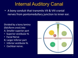 Internal Auditory Canal
• A bony conduit that transmits VII & VIII cranial
  nerves from pontomedullary junction to inner ear.


Divided by a bony lamina
(falciform crest) into
A. Smaller superior part
• Superior vestibular N.
• Facial Nerve
B. Larger Inferior part
• Inferior vestibular N.
• Cochlear nerve.


                                                      16
 