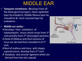 MIDDLE EAR
• Tympanic membrane: Develops from all
  the three germinal layers. Outer epithelial
  layer by ectoderm, Middle fibrous layer by
  mesoderm & Inner mucosal layer by
  endoderm.
• Middle ear cavity :
 # Develops from endoderm of
  tubotympanic recess which arises from 1st
  and partially from 2nd pharyngeal pouches.
 # Head of Malleus and short process of
  incus are derived from mesoderm of 1st
  arch
 # Rest of malleus and incus with stapes
  suprastructure develop from 2nd arch
 # footplate and annular ligament which are
   derived from the otic capsule                5
 