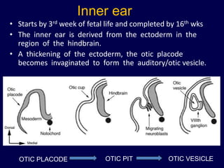 Inner ear
• Starts by 3rd week of fetal life and completed by 16th wks
• The inner ear is derived from the ectoderm in the
  region of the hindbrain.
• A thickening of the ectoderm, the otic placode
  becomes invaginated to form the auditory/otic vesicle.




  OTIC PLACODE               OTIC PIT           OTIC VESICLE
                                                           6
 