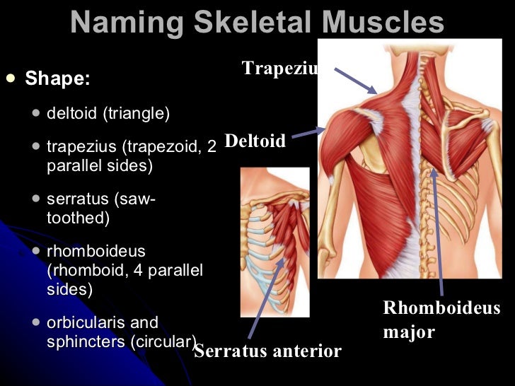 Muscular System