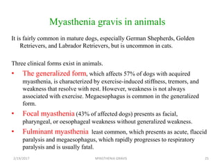 Myasthenia gravis in animals
It is fairly common in mature dogs, especially German Shepherds, Golden
Retrievers, and Labrador Retrievers, but is uncommon in cats.
Three clinical forms exist in animals.
• The generalized form, which affects 57% of dogs with acquired
myasthenia, is characterized by exercise-induced stiffness, tremors, and
weakness that resolve with rest. However, weakness is not always
associated with exercise. Megaesophagus is common in the generalized
form.
• Focal myasthenia (43% of affected dogs) presents as facial,
pharyngeal, or oesophageal weakness without generalized weakness.
• Fulminant myasthenia least common, which presents as acute, flaccid
paralysis and megaesophagus, which rapidly progresses to respiratory
paralysis and is usually fatal.
2/19/2017 25MYASTHENIA GRAVIS
 