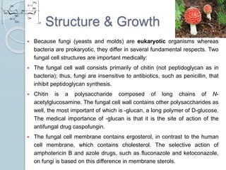 Structure & Growth
 Because fungi (yeasts and molds) are eukaryotic organisms whereas
bacteria are prokaryotic, they differ in several fundamental respects. Two
fungal cell structures are important medically:
 The fungal cell wall consists primarily of chitin (not peptidoglycan as in
bacteria); thus, fungi are insensitive to antibiotics, such as penicillin, that
inhibit peptidoglycan synthesis.
 Chitin is a polysaccharide composed of long chains of N-
acetylglucosamine. The fungal cell wall contains other polysaccharides as
well, the most important of which is -glucan, a long polymer of D-glucose.
The medical importance of -glucan is that it is the site of action of the
antifungal drug caspofungin.
 The fungal cell membrane contains ergosterol, in contrast to the human
cell membrane, which contains cholesterol. The selective action of
amphotericin B and azole drugs, such as fluconazole and ketoconazole,
on fungi is based on this difference in membrane sterols.
 