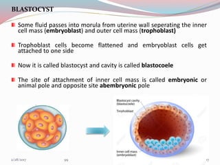 BLASTOCYST
Some fluid passes into morula from uterine wall seperating the inner
cell mass (embryoblast) and outer cell mass (trophoblast)
Trophoblast cells become flattened and embryoblast cells get
attached to one side
Now it is called blastocyst and cavity is called blastocoele
The site of attachment of inner cell mass is called embryonic or
animal pole and opposite site abembryonic pole
MORULA
173/1/2017 99
 