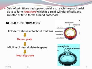  Cells of primitive streak grow cranially to reach the prochordal
plate to form notochord which is a solid cylinder of cells,axial
skeleton of fetus forms around notochord
NEURAL TUBE FORMATION
Ectoderm above notochord thickens
Neural plate
Midline of neural plate deepens
Neural groove
213/1/2017 99
 