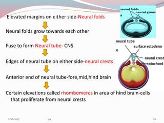 Elevated margins on either side-Neural folds
Neural folds grow towards each other
Fuse to form Neural tube- CNS
Edges of neural tube on either side-neural crests
Anterior end of neural tube-fore,mid,hind brain
Certain elevations called rhombomeres in area of hind brain-cells
that proliferate from neural crests
223/1/2017 99
 