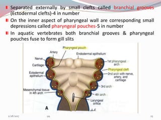 Separated externally by small clefts called branchial grooves
(Ectodermal clefts)-4 in number
On the inner aspect of pharyngeal wall are corresponding small
depressions called pharyngeal pouches-5 in number
In aquatic vertebrates both branchial grooves & pharyngeal
pouches fuse to form gill slits
253/1/2017 99
 