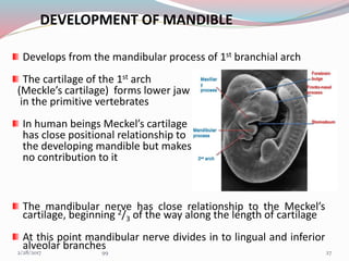 DEVELOPMENT OF MANDIBLE
Develops from the mandibular process of 1st branchial arch
The cartilage of the 1st arch
(Meckle’s cartilage) forms lower jaw
in the primitive vertebrates
In human beings Meckel’s cartilage
has close positional relationship to
the developing mandible but makes
no contribution to it
The mandibular nerve has close relationship to the Meckel’s
cartilage, beginning 2/3 of the way along the length of cartilage
At this point mandibular nerve divides in to lingual and inferior
alveolar branches 273/1/2017 99
 