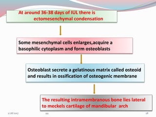 At around 36-38 days of IUL there is
ectomesenchymal condensation
Some mesenchymal cells enlarges,acquire a
basophilic cytoplasm and form osteoblasts
Osteoblast secrete a gelatinous matrix called osteoid
and results in ossification of osteogenic membrane
The resulting intramembranous bone lies lateral
to meckels cartilage of mandibular arch
283/1/2017 99
 