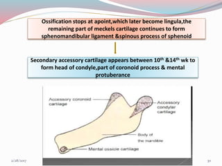 Ossification stops at apoint,which later become lingula,the
remaining part of meckels cartilage continues to form
sphenomandibular ligament &spinous process of sphenoid
Secondary accessory cartilage appears between 10th &14th wk to
form head of condyle,part of coronoid process & mental
protuberance
303/1/2017 99
 