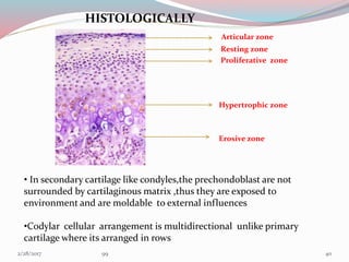 HISTOLOGICALLY
Articular zone
Resting zone
Proliferative zone
Hypertrophic zone
Erosive zone
• In secondary cartilage like condyles,the prechondoblast are not
surrounded by cartilaginous matrix ,thus they are exposed to
environment and are moldable to external influences
•Codylar cellular arrangement is multidirectional unlike primary
cartilage where its arranged in rows
403/1/2017 99
 