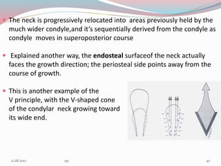  The neck is progressively relocated into areas previously held by the
much wider condyle,and it’s sequentially derived from the condyle as
condyle moves in superoposterior course
 Explained another way, the endosteal surfaceof the neck actually
faces the growth direction; the periosteal side points away from the
course of growth.
 This is another example of the
V principle, with the V-shaped cone
of the condylar neck growing toward
its wide end.
423/1/2017 99
 