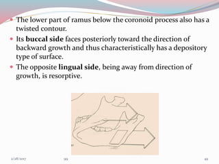  The lower part of ramus below the coronoid process also has a
twisted contour.
 Its buccal side faces posteriorly toward the direction of
backward growth and thus characteristically has a depository
type of surface.
 The opposite lingual side, being away from direction of
growth, is resorptive.
493/1/2017 99
 