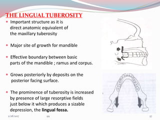 THE LINGUAL TUBEROSITY
 Important structure as it is
direct anatomic equivalent of
the maxillary tuberosity
 Major site of growth for mandible
 Effective boundary between basic
parts of the mandible ; ramus and corpus.
 Grows posteriorly by deposits on the
posterior facing surface.
 The prominence of tuberosity is increased
by presence of large resorptive fields
just below it which produces a sizable
depression, the lingual fossa.
573/1/2017 99
 