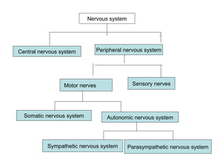 Nervous system | PPT