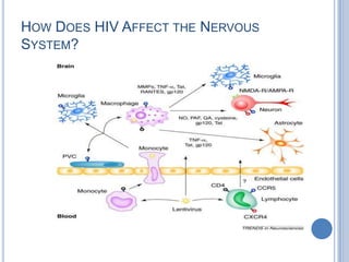 HOW DOES HIV AFFECT THE NERVOUS
SYSTEM?
 