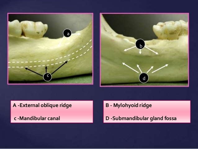 Normal Radiographic Anatomical Landmarks