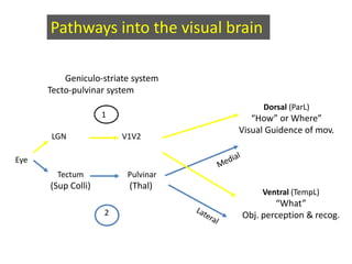 Pathways into the visual brain
Geniculo-striate system
Tecto-pulvinar system
LGN V1V2
Ventral (TempL)
“What”
Obj. perception & recog.
Tectum
(Sup Colli)
Pulvinar
(Thal)
2
Dorsal (ParL)
“How” or Where”
Visual Guidence of mov.
1
Eye
 