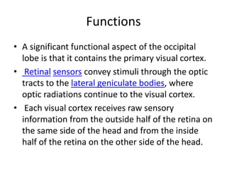 Functions
• A significant functional aspect of the occipital
lobe is that it contains the primary visual cortex.
• Retinal sensors convey stimuli through the optic
tracts to the lateral geniculate bodies, where
optic radiations continue to the visual cortex.
• Each visual cortex receives raw sensory
information from the outside half of the retina on
the same side of the head and from the inside
half of the retina on the other side of the head.
 