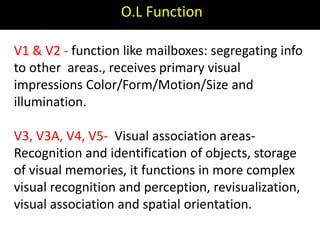 O.L Function
V1 & V2 - function like mailboxes: segregating info
to other areas., receives primary visual
impressions Color/Form/Motion/Size and
illumination.
V3, V3A, V4, V5- Visual association areas-
Recognition and identification of objects, storage
of visual memories, it functions in more complex
visual recognition and perception, revisualization,
visual association and spatial orientation.
 