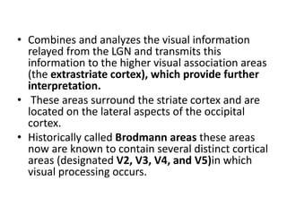 • Combines and analyzes the visual information
relayed from the LGN and transmits this
information to the higher visual association areas
(the extrastriate cortex), which provide further
interpretation.
• These areas surround the striate cortex and are
located on the lateral aspects of the occipital
cortex.
• Historically called Brodmann areas these areas
now are known to contain several distinct cortical
areas (designated V2, V3, V4, and V5)in which
visual processing occurs.
 