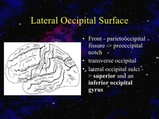 Occipital lobe ppt