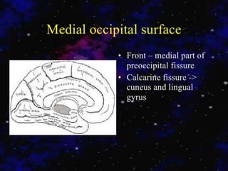 Occipital lobe ppt