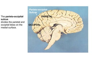 Parieto-occipital
Sulcus
OCCIPITAL
PARIETALThe parieto-occipital
sulcus
divides the parietal and
occipital lobes on the
medial surface.
 