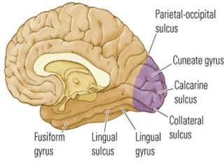 Occipital lobe ppt