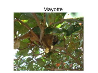 Mayotte
 