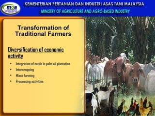 Transformation of Traditional Farmers Diversification of economic activity Integration of cattle in palm oil plantation Intercropping Mixed farming Processing activities 