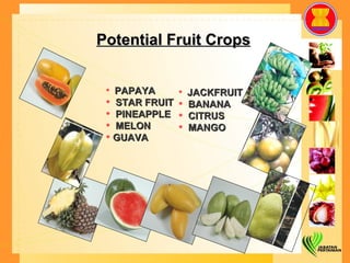 PAPAYA STAR FRUIT PINEAPPLE MELON GUAVA JACKFRUIT BANANA CITRUS MANGO Potential Fruit Crops 