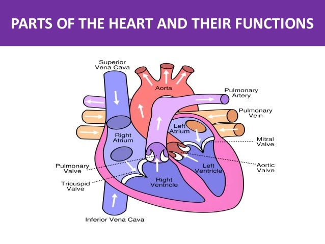 Heart Diagram Labeled With Functions