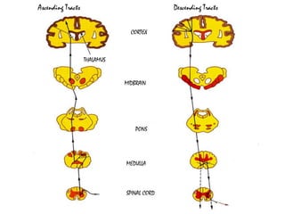 4/5/2014
Ascending Tracts Descending Tracts
CORTEX
MIDBRAIN
PONS
MEDULLA
SPINAL CORD
THALAMUS
 