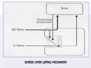 4/5/2014
DORSAL HORN GATING MECHANISM
 