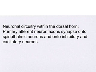 4/5/2014
Neuronal circuitry within the dorsal horn.
Primary afferent neuron axons synapse onto
spinothalmic neurons and onto inhibitory and
excitatory neurons.
 