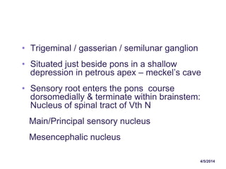 4/5/2014
• Trigeminal / gasserian / semilunar ganglion
• Situated just beside pons in a shallow
depression in petrous apex – meckel’s cave
• Sensory root enters the pons course
dorsomedially & terminate within brainstem:
Nucleus of spinal tract of Vth N
Main/Principal sensory nucleus
Mesencephalic nucleus
 