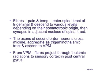 4/5/2014
• Fibres – pain & temp – enter spinal tract of
trigeminal & descend to various levels
depending on their somatotropic origin, then
synapse in adjacent nucleus of spinal tract.
• The axons of second order neurons cross
midline, aggregate as trigeminothalamic
tract & ascend to VPM
• From VPM , fibres project through thalamic
radiations to sensory cortex in post central
gyrus
 