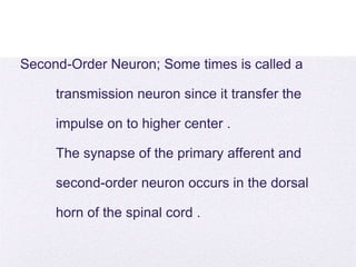 4/5/2014
Second-Order Neuron; Some times is called a
transmission neuron since it transfer the
impulse on to higher center .
The synapse of the primary afferent and
second-order neuron occurs in the dorsal
horn of the spinal cord .
 