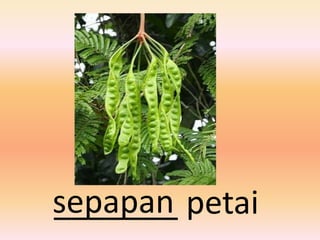 sepapan petai
_______
 