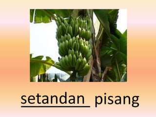 setandan pisang
________
 