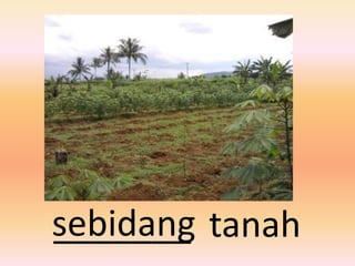 sebidang tanah
_______
 