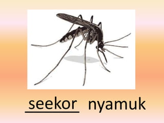 seekor
______ nyamuk
 