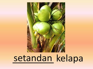 setandan
________ kelapa
 