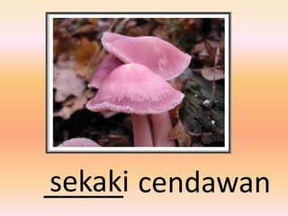 sekaki
_____ cendawan
 