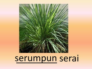 serumpun serai
________
 