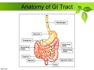 Anatomy of GI Tract
 