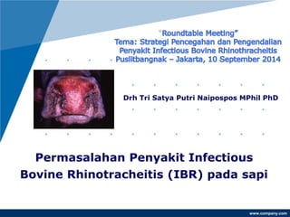 www.company.com
Permasalahan Penyakit Infectious
Bovine Rhinotracheitis (IBR) pada sapi
Drh Tri Satya Putri Naipospos MPhil PhD
 