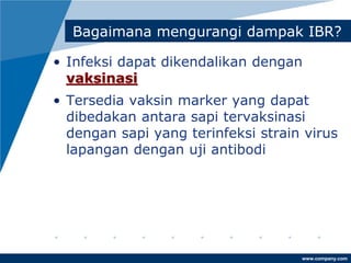 www.company.com
Bagaimana mengurangi dampak IBR?
• Infeksi dapat dikendalikan dengan
vaksinasi
• Tersedia vaksin marker yang dapat
dibedakan antara sapi tervaksinasi
dengan sapi yang terinfeksi strain virus
lapangan dengan uji antibodi
 