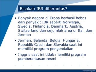 www.company.com
Bisakah IBR diberantas?
• Banyak negara di Eropa berhasil bebas
dari penyakit IBR seperti Norwegia,
Swedia, Finlandia, Denmark, Austria,
Switzerland dan sejumlah area di Itali dan
Jerman
• Jerman, Belanda, Belgia, Hungaria,
Republik Czech dan Slovakia saat ini
memiliki program pengendalian
• Inggris saat ini tidak memiliki program
pemberantasan resmi
 